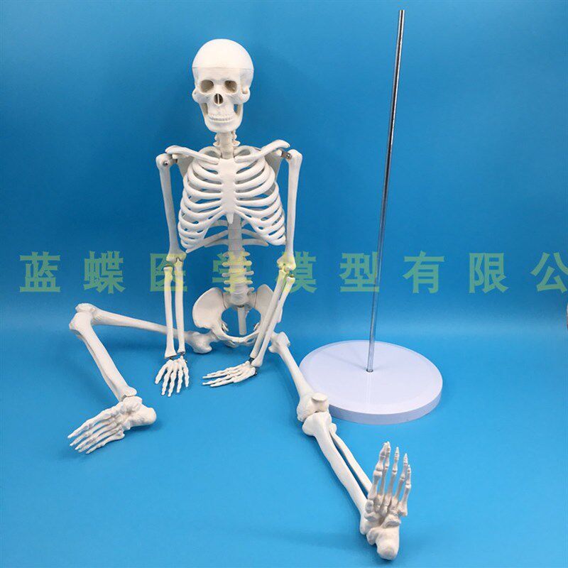 人体骨骼模型45 85CM骨w架模型 人体脊柱模型脊椎模型医学骨骼骷