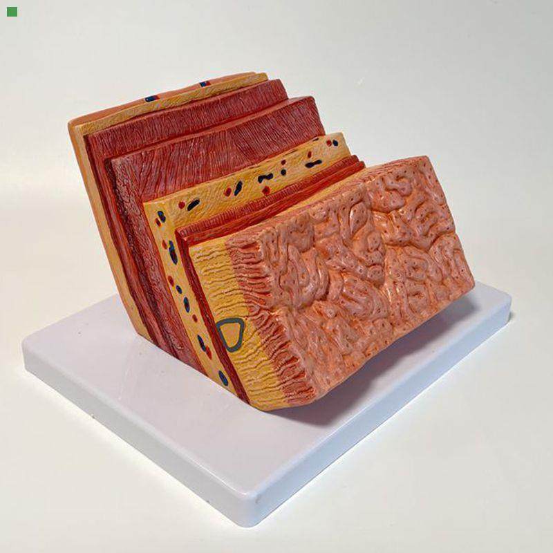 胃壁放大模型 黏膜层 肌层 浆膜层 人体胃解剖模具 消化器官内脏