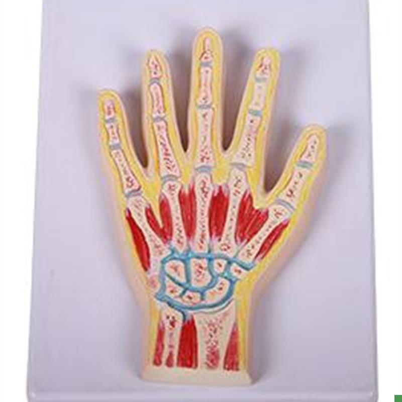 手关节剖a面模型人体手部解剖练习医学用板标本