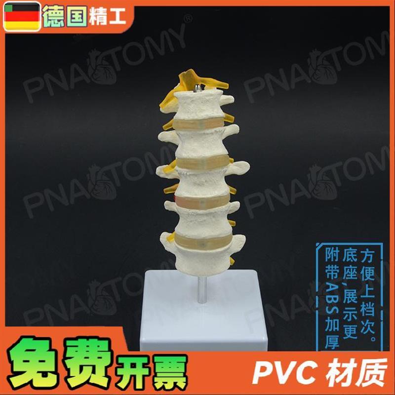 德国】1比1医学人体五节腰椎脊柱骨骼模型椎间盘脊神经骨科疼痛科