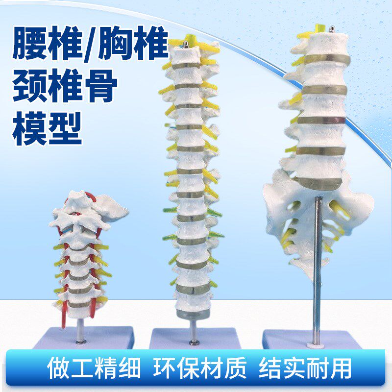 1比1脊柱模型人体骨骼模型颈椎骨血管胸椎N神经腰椎间盘教学模型