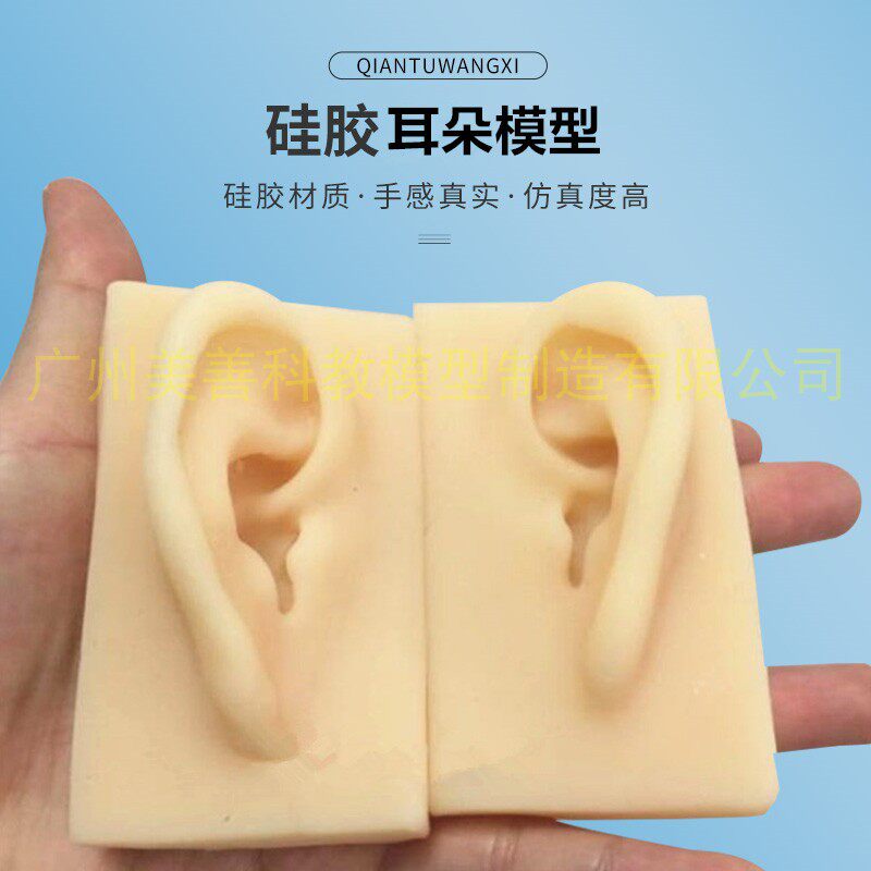 仿真耳朵模型 耳模型 r硅胶耳朵 针灸耳朵 成人1:1 耳朵模型