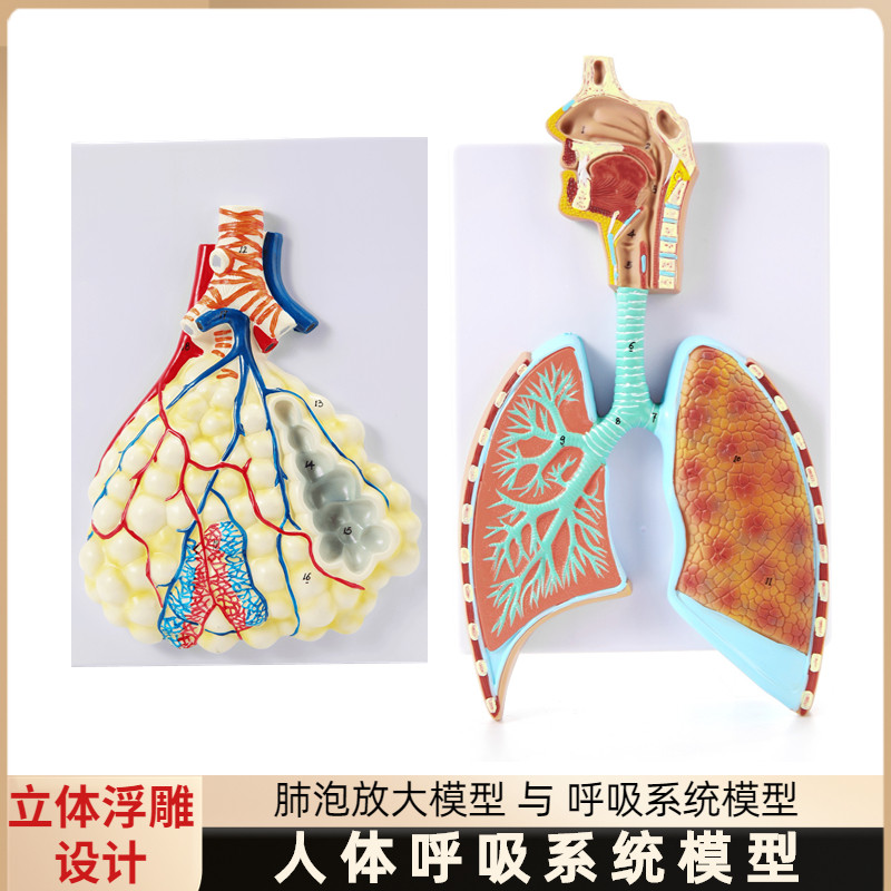 人体呼吸系统解剖模型 肺t解剖呼吸系统浮雕模型 肺泡放大解剖模