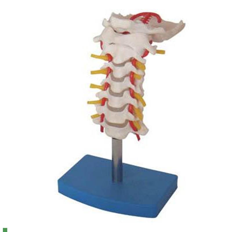 颈椎带颈动脉后枕C骨椎间盘与神经模型