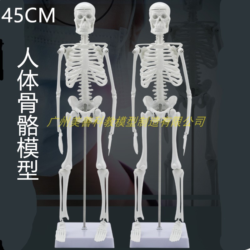 45cm人体e骨骼模型骨架带肌肉模型 仿真 可拆卸 医学正骨教学