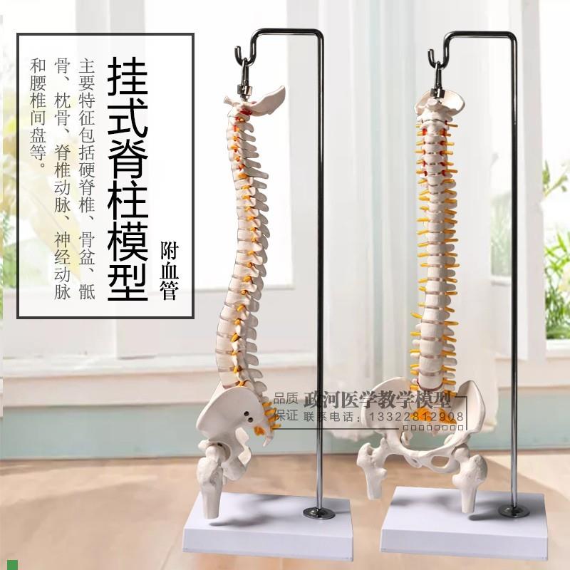 人体脊椎模型骨骼骨架脊椎骨模型股骨45CM正骨d练习教学颈椎模型