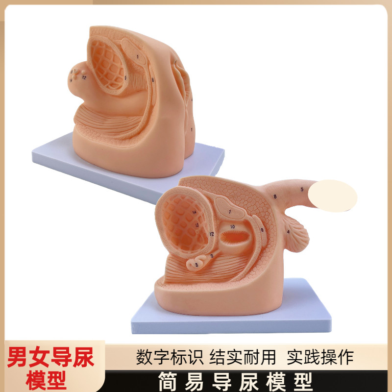 女性内外生殖器解剖m模型及导尿模具医学用 人体导尿插管模型教具