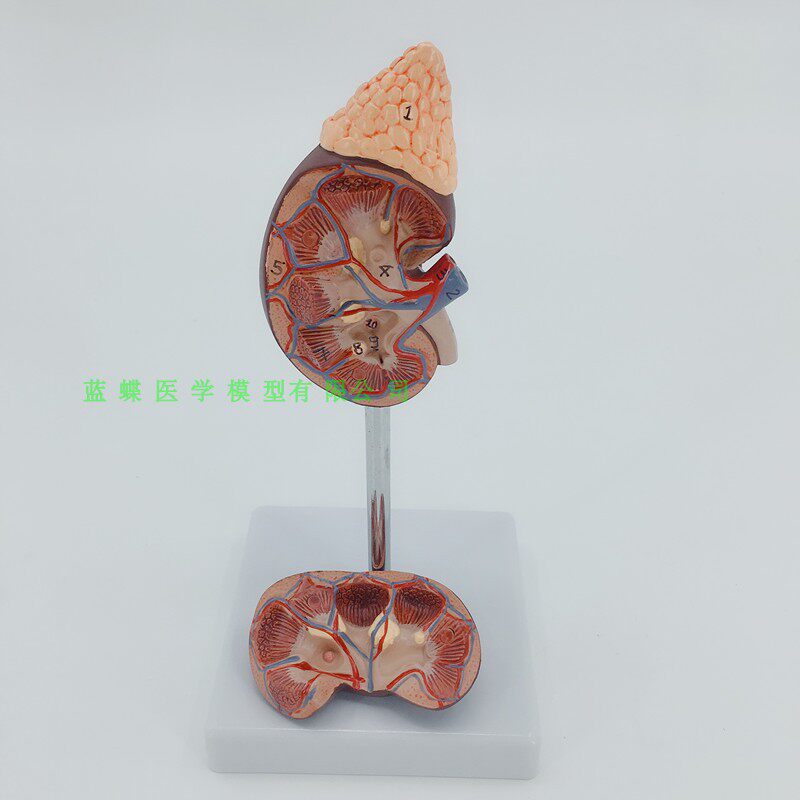 肾脏 模型 人体 内脏模型 骨骼 自H然大肾解剖附肾上腺模型标本