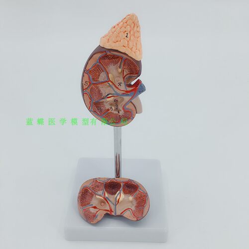 肾脏 模型 人体 内脏模型 骨骼 自H然大肾解剖附肾上腺模型标本