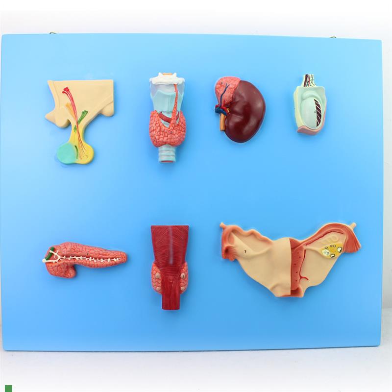 颐诺正品人体内分泌系统模x型内分泌腺医用人体解剖学模型