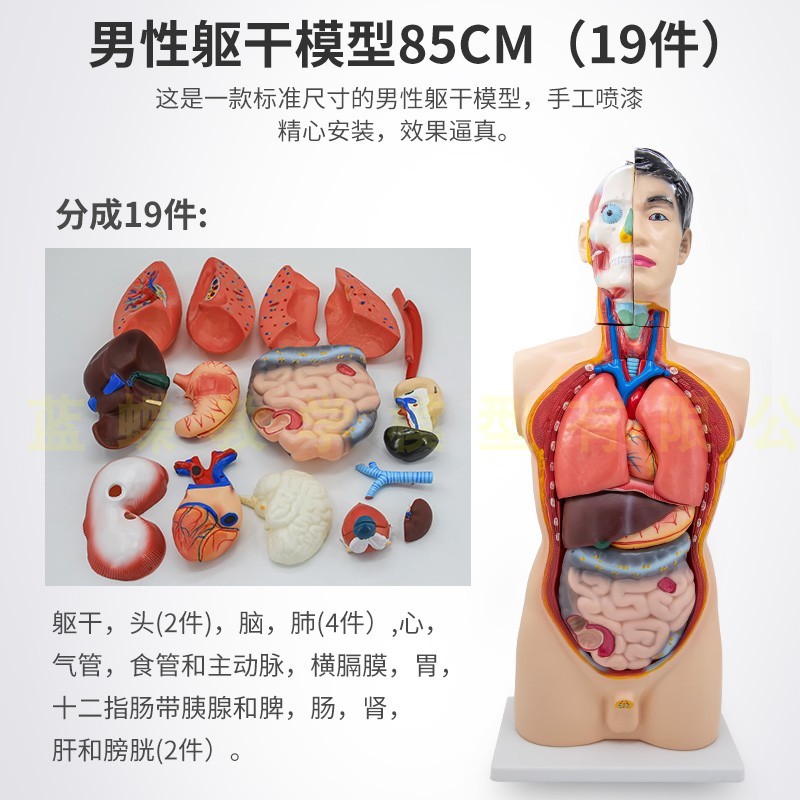 85CM男性躯干模型可拆分为1y9件 人体教学医学解剖 内脏解剖模型