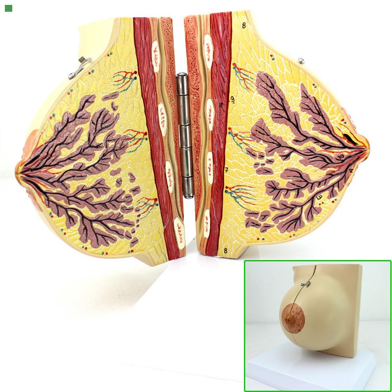 ENOVO颐诺医学女性静止期乳房模型 乳腺解剖青春期生理培训上海解