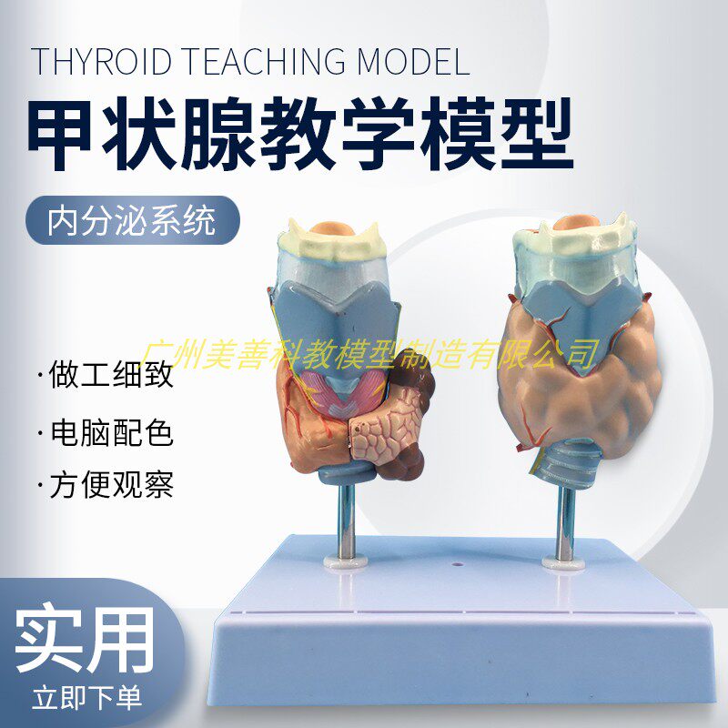 病理甲状腺模型 喉头解r剖模型 甲状腺留 甲状线囊中 甲状线病