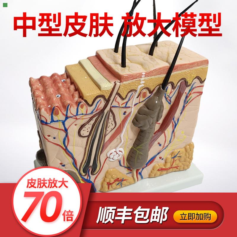 皮肤结构放大模型组织层次立体构造微整形美容医学教学模具玩具