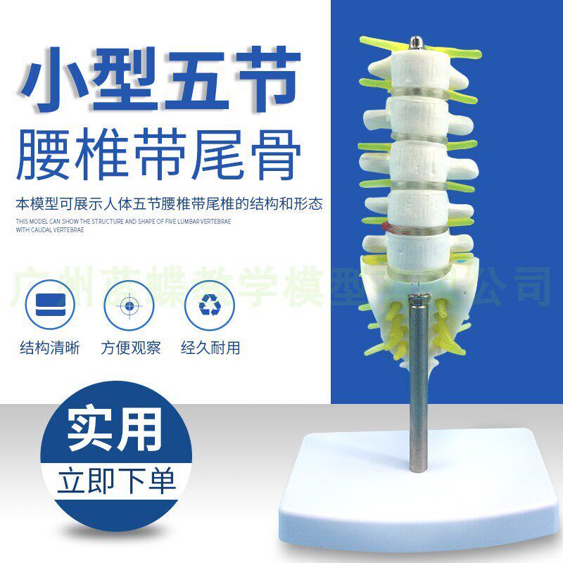 小型五节腰椎尾骨模型 u脊神经腰椎脊柱椎间盘人体骨骼模型