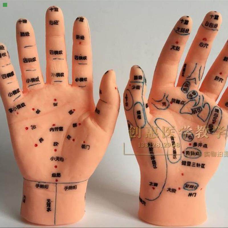 上海经络通小儿推拿模型手部特定穴手部穴位及发射区模型针灸手模