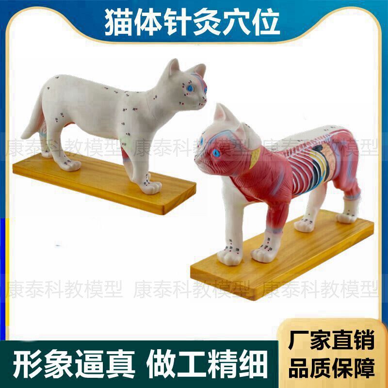 猫解剖模b型皮肤针灸穴位内脏肌肉犬牛猪模型马畜牧兽医教学宠物