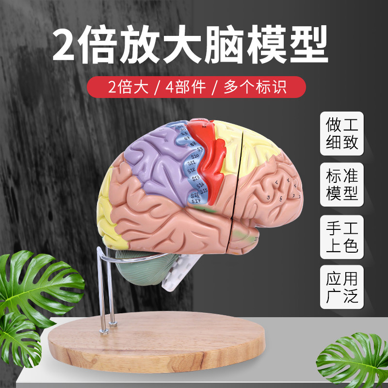 2倍放大脑功能h分区 医学人体大脑解剖模型拆卸动脉血管颅底神经