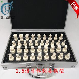 牙科口腔模型 牙体制备模型 2.5倍牙冠预备烤瓷备牙基牙教学演示