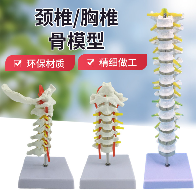 1比1脊柱模型人体骨骼模型颈y椎骨血管胸椎神经腰椎间盘教学模型