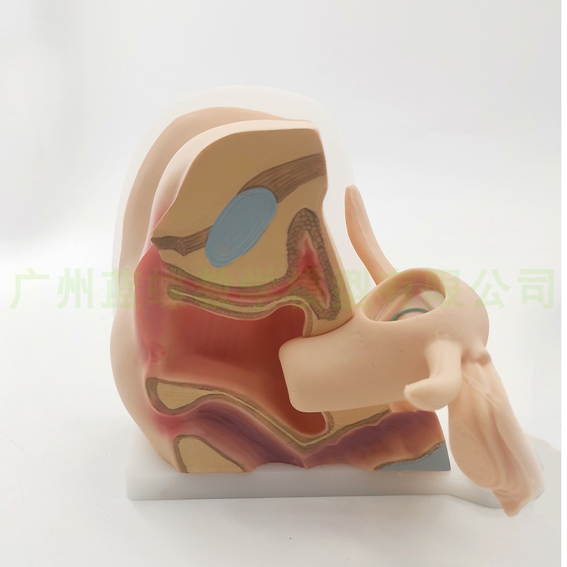 女性避孕器指导模型 避q孕模型 女性内外生殖模型 妇产科教学模型