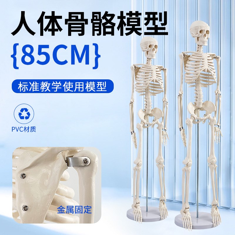 85cm人体骨骼模型 全身骨架人体模型成人小骷髅T教学模型脊椎模型