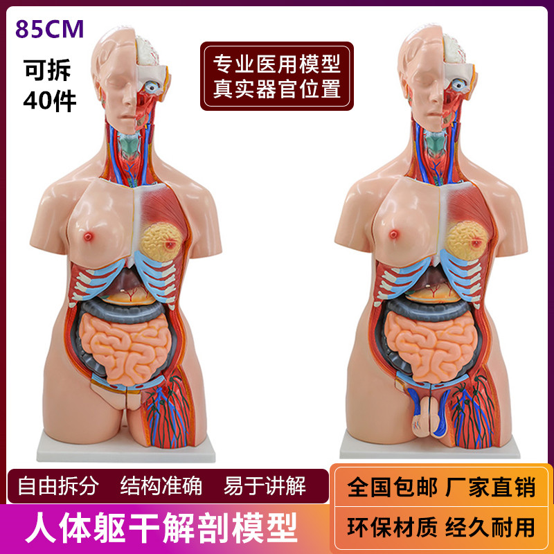 85CM人体器官结构解剖模型可拆卸40件 内脏大Q脑心脏躯干模特教学
