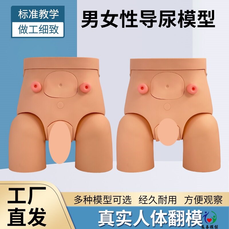 高级女性导尿f训练模型导尿术练习模型灌肠模型护理导尿教学模型