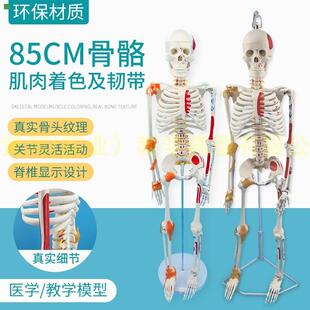85CM人体骨骼模型附神经肌肉起止骨架小针刀骨骼解剖模型脊柱模型