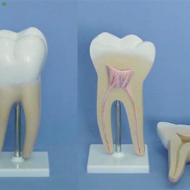 包邮人体口腔牙齿模型(大磨牙)牙科教学医用展示讲解教具