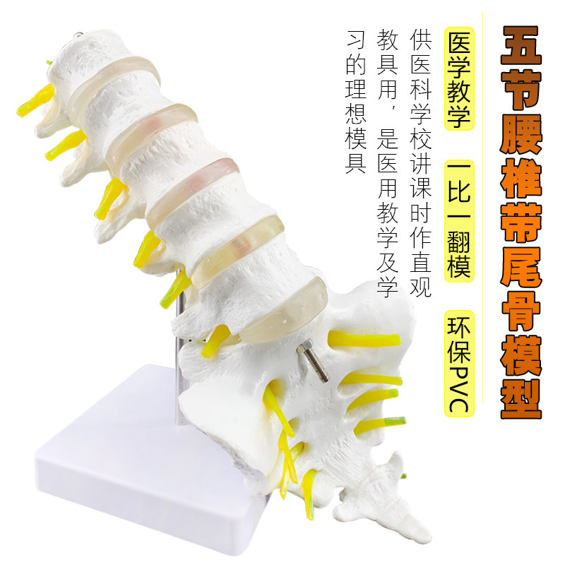 自然大五节腰椎带尾椎模r型 成人腰椎带尾骨脊椎神经腰椎间盘 演