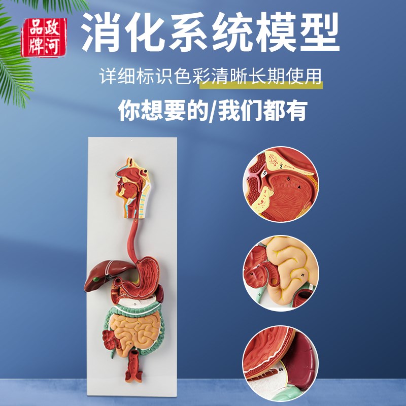 人体消化系统模型内脏器官解剖心脏鼻咽喉肠N胃医院学校用教学教