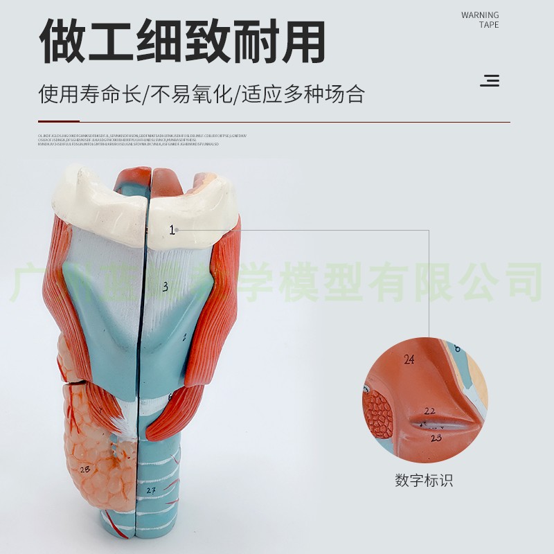 2倍放大咽喉模型喉解剖标本喉部血管甲状J腺喉结喉头喉咙 教学仿