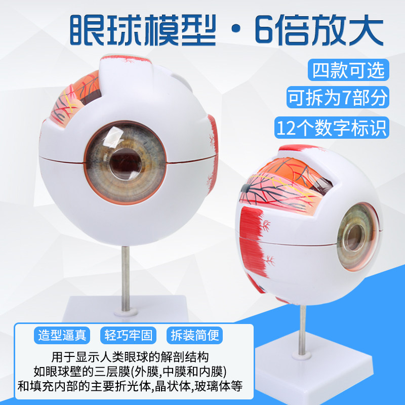 人体眼球仿真模型6倍放大眼睛结构造解剖K眼模型教学仪器珠具医学