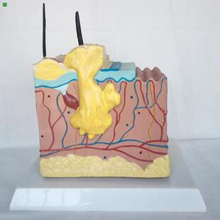 包邮狗病态.健康皮肤解剖比较模型 动物解剖模型 兽医用具