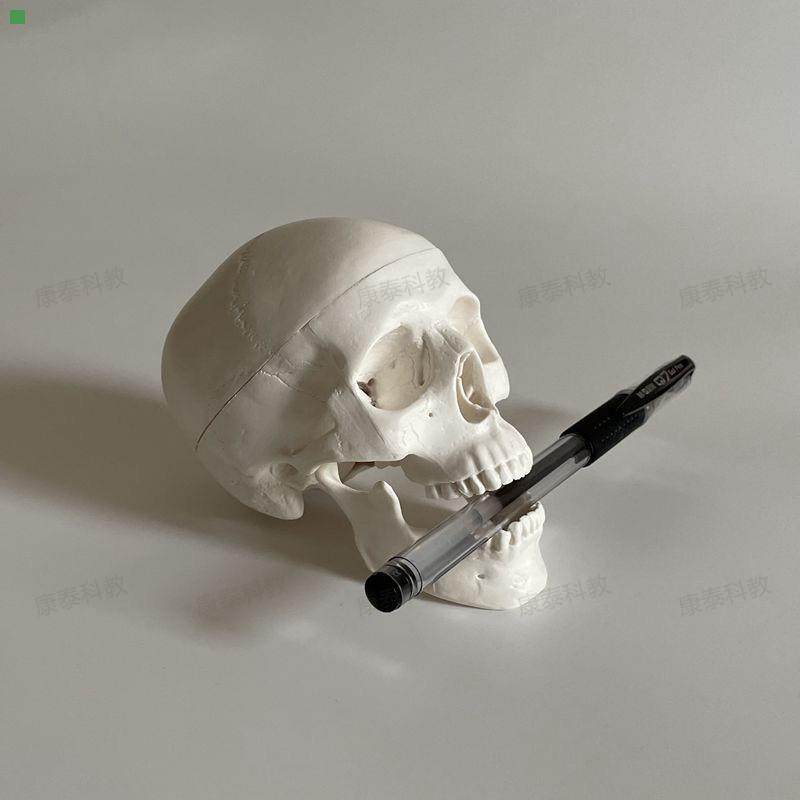 小型头骨模型拆卸3部件拼装早教玩具桌上型彩色颅骨模具素描医教