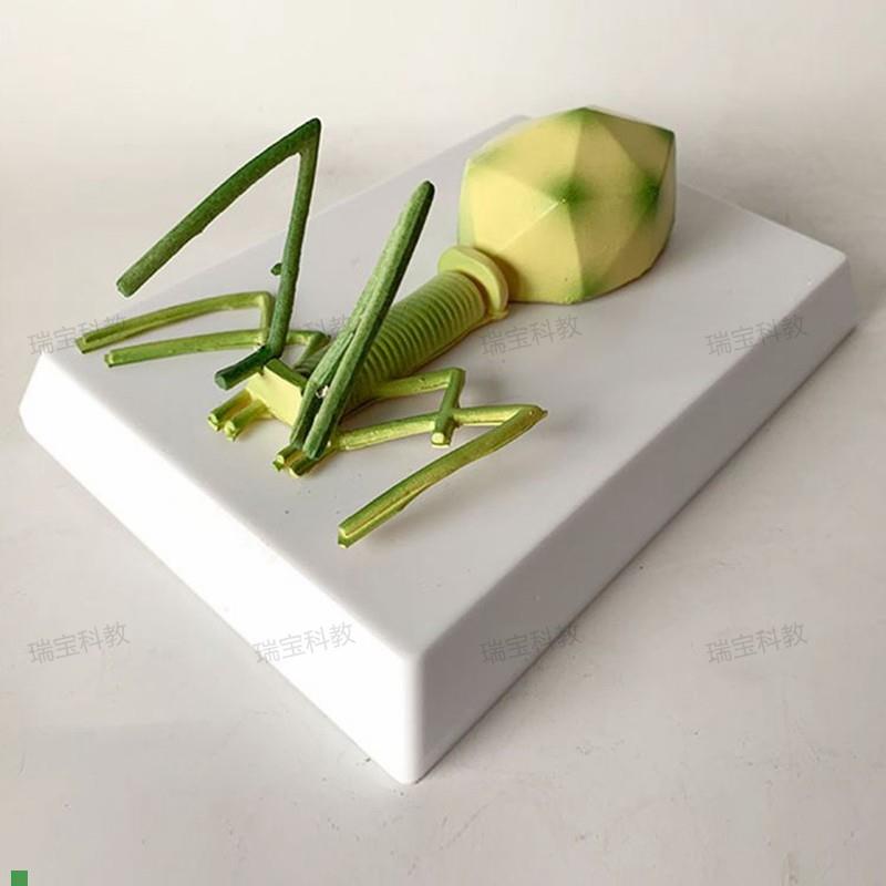 噬菌体细菌模型真菌藻s类放线菌螺旋体中学装备生物实验器材