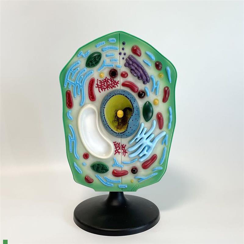 植物细胞模型可拆卸叶绿体细胞器初E中高中生物课教学仪器展示装