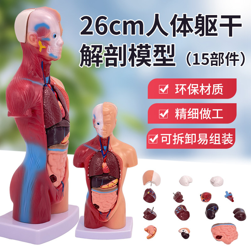 医学内脏人体器官结o构躯干解剖模型心脏构造拆装教学玩具儿童益