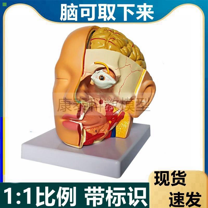 人体头部解剖模型面部微整形美容医教具鼻咽口腔舌头牙科颅骨脑眼