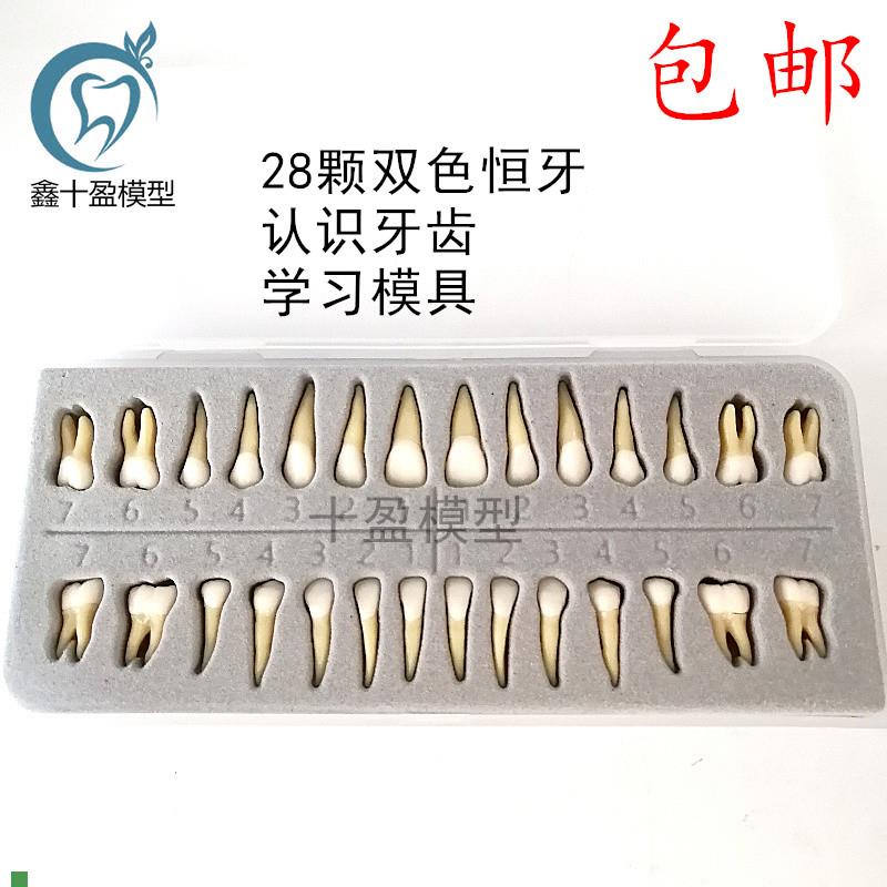 牙科材料28g颗双色恒牙有牙根离体牙模型成人全口标准牙齿模型702
