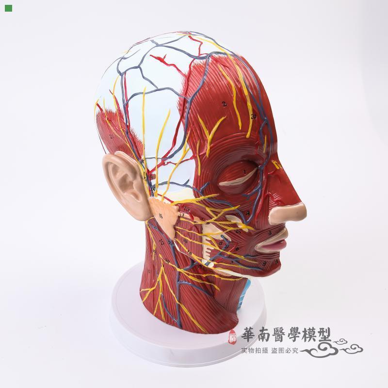 头颈浅表神经血管肌肉模型 头部正中矢状切面模型 头部解剖模型