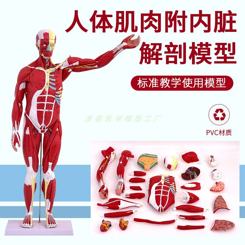 80CM人体全身肌肉模型 内脏y器官解剖结构组织 可拆卸运动医学教