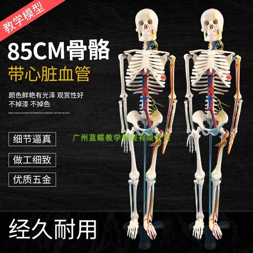 人体骨骼模型 85com带神经血管心脏模型 骷髅骨架模型 椎间盘 神