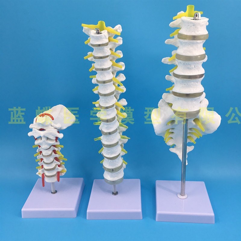1比1脊柱模型人体骨骼模型颈z椎骨血管胸椎神经腰椎间盘医用教学