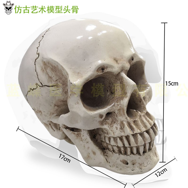 高精度仿真1f:1人头骨模型树脂骷髅头 艺术用 头骨 美术临摹模型