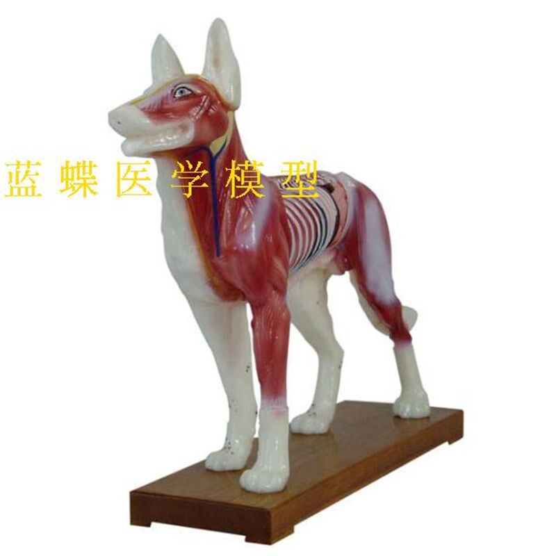 狗体针灸 狗f体解剖模型 动物解剖模型 狗穴位模型 宠物狗犬模型