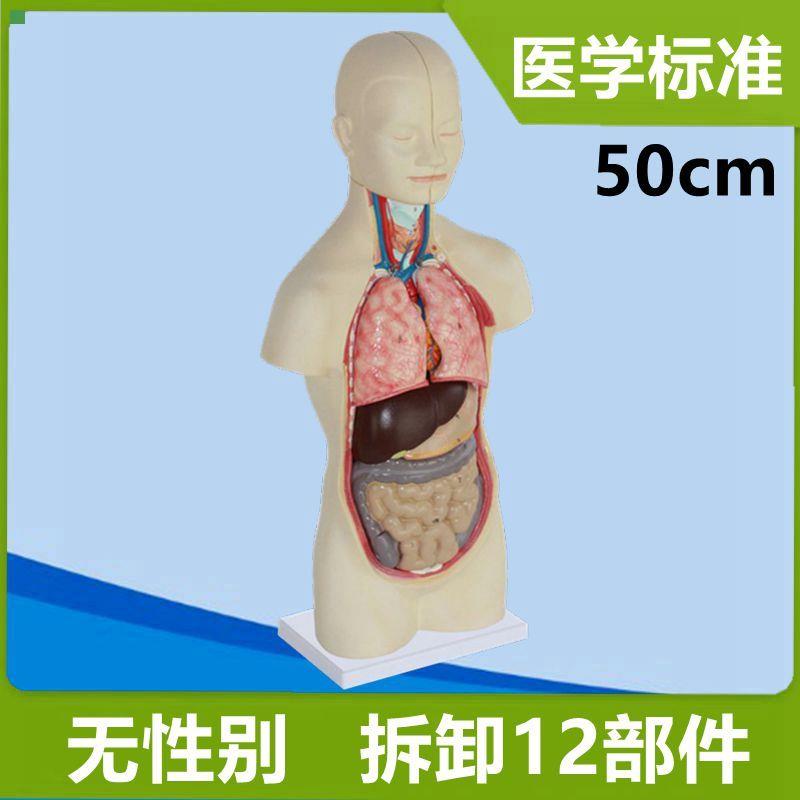 50厘米躯干模特内脏拆卸12部件心肝肾肠道脑儿童早教拼装玩具人体