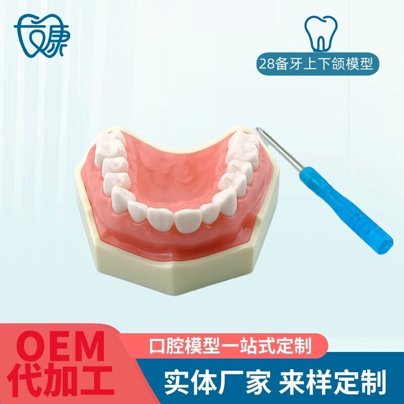 备牙模型开髓牙仿真种植牙科牙粒口腔离体牙O树脂牙考试专用牙包