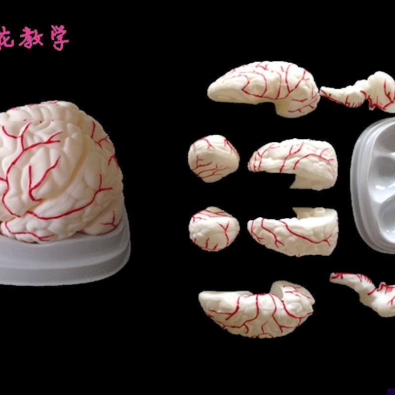 向阳花正品 人脑模型 脑解剖脑D动脉模型 医用大脑模型包邮